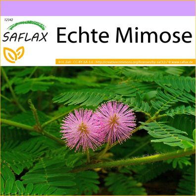 SAFLAX - Echte Mimose - Mimosa - 70 Samen