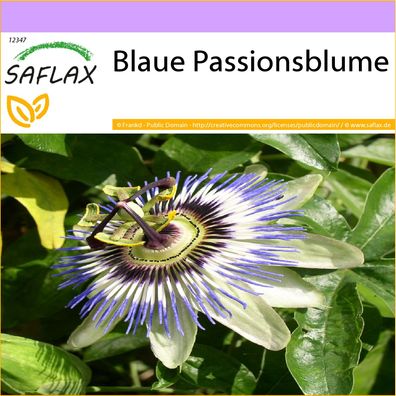 SAFLAX - Blaue Passionsblume - Passiflora - 25 Samen