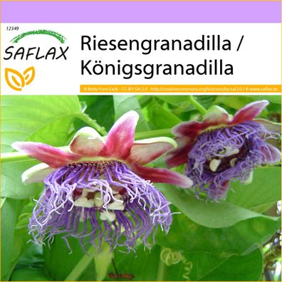 SAFLAX - Riesengranadilla / Königsgranadilla - Passiflora - 12 Samen
