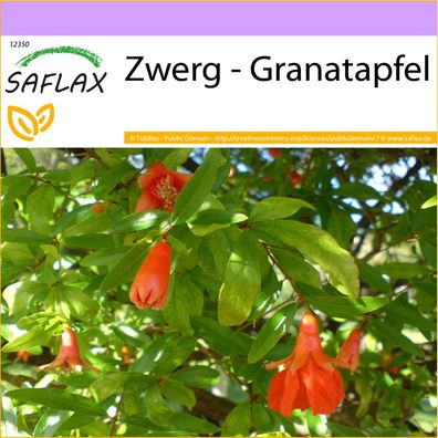 SAFLAX - Zwerg - Granatapfel - Punica - 50 Samen