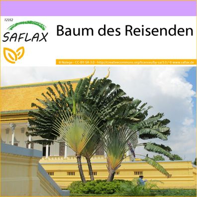 SAFLAX - Baum des Reisenden - Ravenala - 8 Samen