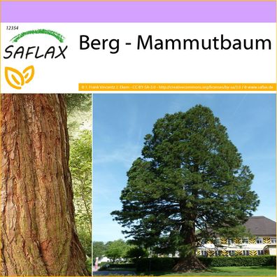 SAFLAX - Berg - Mammutbaum - Sequoiadendron - 50 Samen