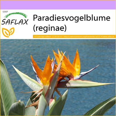 SAFLAX - Paradiesvogelblume (reginae) - Strelitzia - 5 Samen