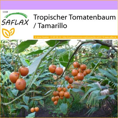 SAFLAX - Tropischer Tomatenbaum / Tamarillo - Cyphomandra - 50 Samen