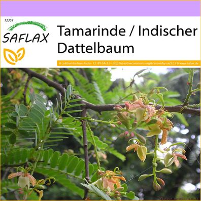 SAFLAX - Tamarinde / Indischer Dattelbaum - Tamarindus - 4 Samen
