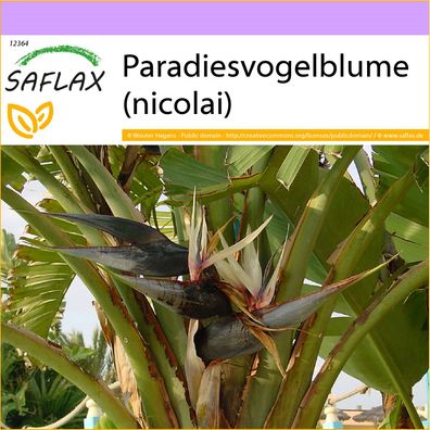 SAFLAX - Paradiesvogelblume (nicolai) - Strelitzia - 5 Samen