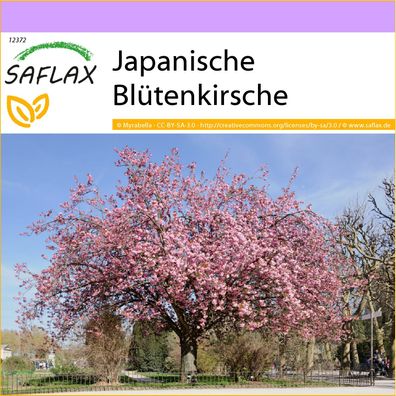 SAFLAX - Japanische Blütenkirsche - Prunus - 30 Samen