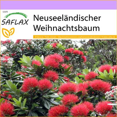 SAFLAX - Neuseeländischer Weihnachtsbaum - Metrosideros - 300 Samen