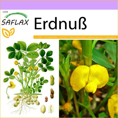 SAFLAX - Erdnuß - Arachis - 8 Samen
