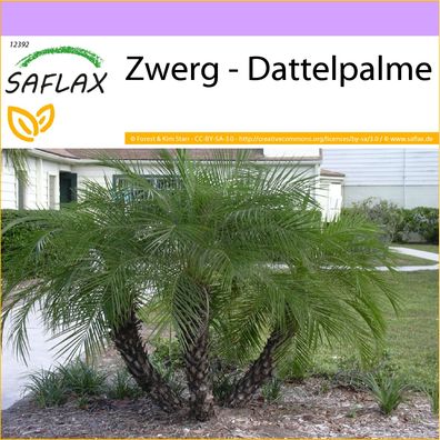 SAFLAX - Zwerg - Dattelpalme - Phoenix - 25 Samen