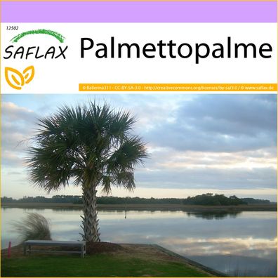 SAFLAX - Palmettopalme - Sabal - 8 Samen