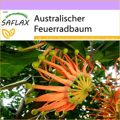 SAFLAX - Australischer Feuerradbaum - Stenocarpus - 20 Samen