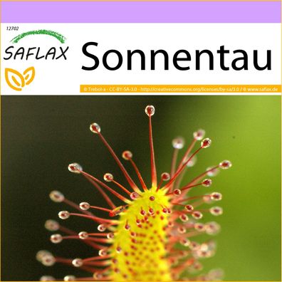 SAFLAX - Sonnentau - Drosera - 200 Samen
