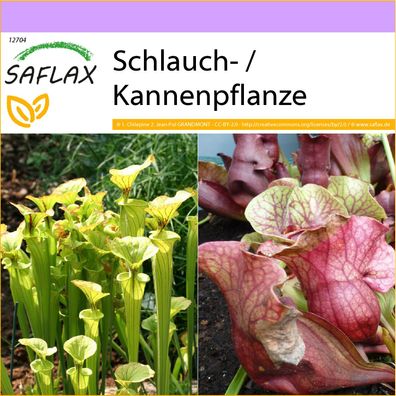SAFLAX - Schlauch- / Kannenpflanze - Sarracenia - 10 Samen