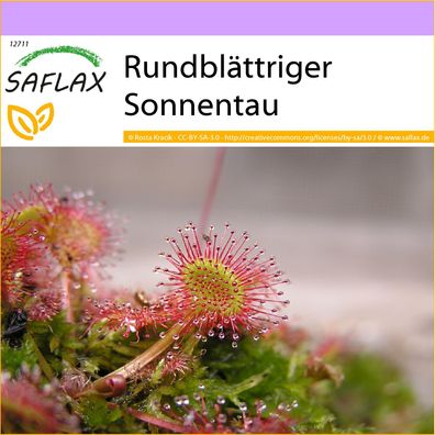 SAFLAX - Rundblättriger Sonnentau - Drosera - 50 Samen