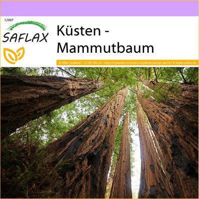 SAFLAX - Küsten - Mammutbaum - Sequoia - 50 Samen