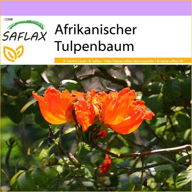 SAFLAX - Afrikanischer Tulpenbaum - Spathodea - 30 Samen