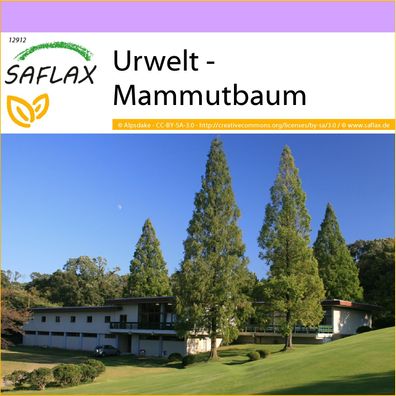 SAFLAX - Urwelt - Mammutbaum - Metasequoia - 60 Samen