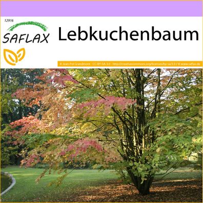 SAFLAX - Lebkuchenbaum - Cercidiphyllum - 200 Samen