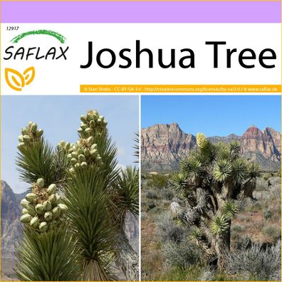 SAFLAX - Joshua Tree - Yucca - 10 Samen