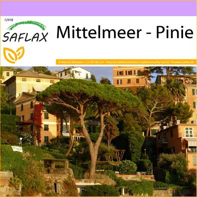SAFLAX - Mittelmeer - Pinie - Pinus - 6 Samen