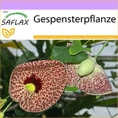 SAFLAX - Gespensterpflanze - Aristolochia - 80 Samen