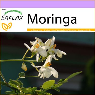 SAFLAX - Moringa - Moringa - 10 Samen