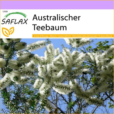 SAFLAX - Australischer Teebaum - Melaleuca - 400 Samen