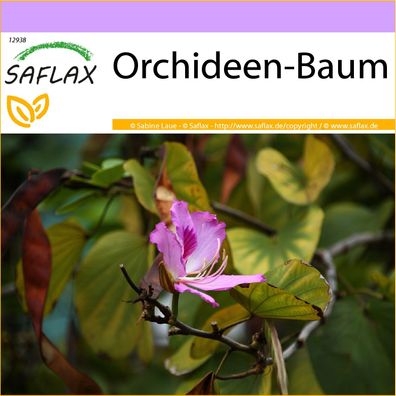 SAFLAX - Orchideen-Baum - Bauhinia - 8 Samen