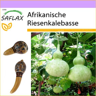 SAFLAX - Afrikanische Riesenkalebasse - Lagenaria - 15 Samen
