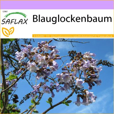 SAFLAX - Blauglockenbaum - Paulownia - 200 Samen