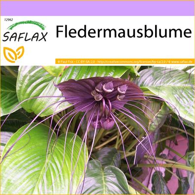 SAFLAX - Fledermausblume - Tacca - 10 Samen