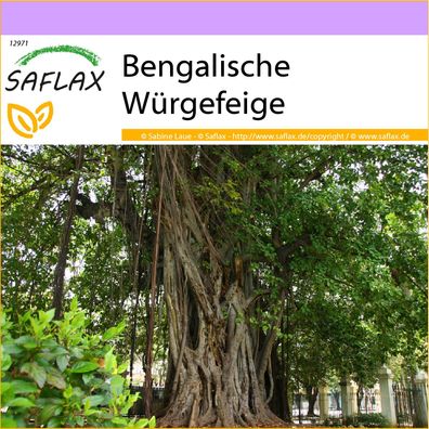 SAFLAX - Bengalische Würgefeige - Ficus - 20 Samen
