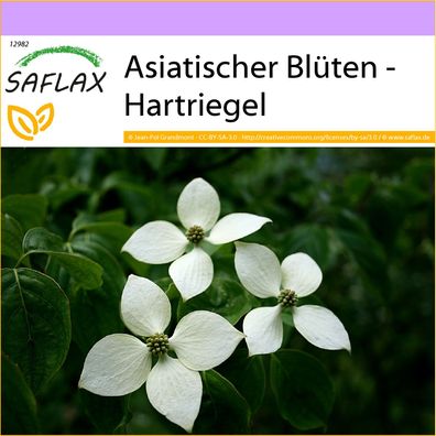 SAFLAX - Asiatischer Blüten - Hartriegel - Cornus - 30 Samen