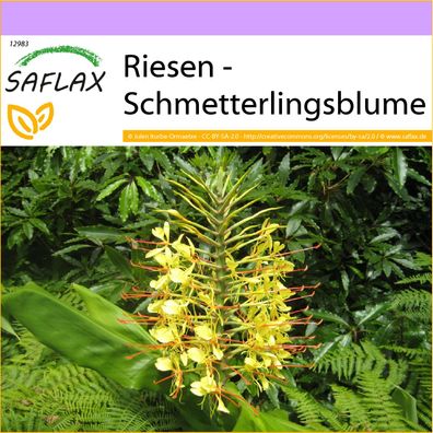 SAFLAX - Riesen - Schmetterlingsblume - Hedychum - 10 Samen