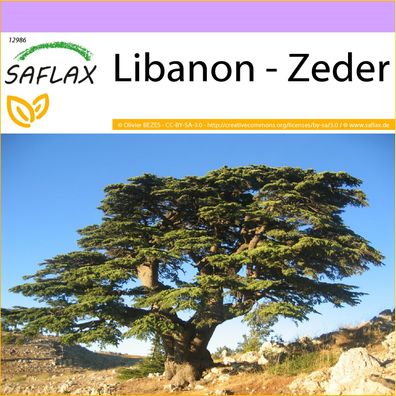 SAFLAX - Libanon - Zeder - Cedrus - 20 Samen