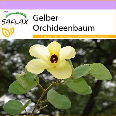 SAFLAX - Gelber Orchideenbaum - Bauhinia - 30 Samen