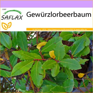 SAFLAX - Gewürzlorbeerbaum - Laurus - 6 Samen