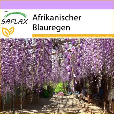 SAFLAX - Afrikanischer Blauregen - Bolusanthus - 15 Samen