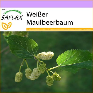 SAFLAX - Weißer Maulbeerbaum - Morus - 200 Samen