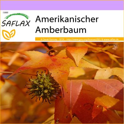 SAFLAX - Amerikanischer Amberbaum - Liquidamber - 100 Samen