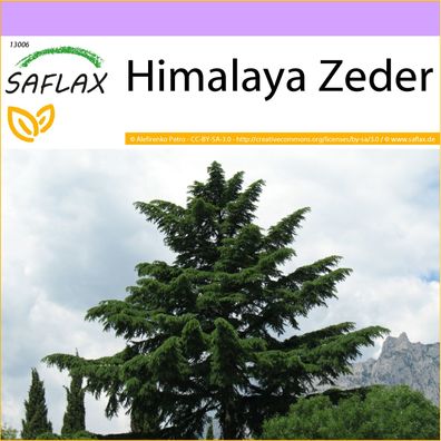SAFLAX - Himalaya Zeder - Cedrus - 35 Samen