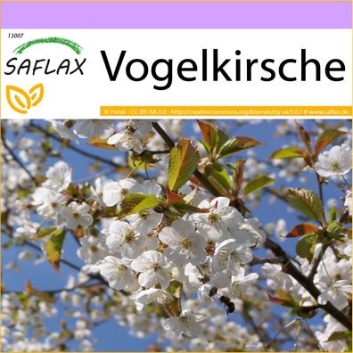 SAFLAX - Vogelkirsche - Prunus - 10 Samen