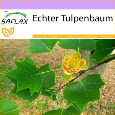 SAFLAX - Echter Tulpenbaum - Liriodendron - 20 Samen