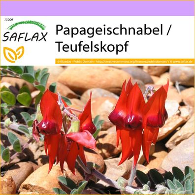 SAFLAX - Papageischnabel / Teufelskopf - Clianthus - 20 Samen