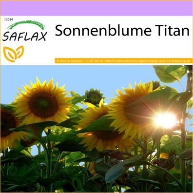 SAFLAX - Sonnenblume Titan - Helianthus - 20 Samen