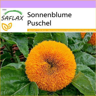 SAFLAX - Sonnenblume Puschel - Helianthus - 40 Samen