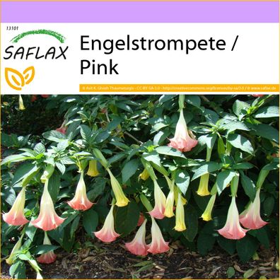 SAFLAX - Engelstrompete / Pink - Brugmansia - 10 Samen
