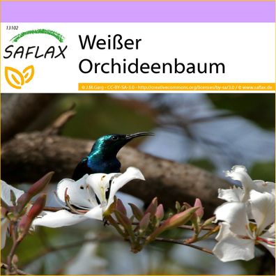 SAFLAX - Weißer Orchideenbaum - Bauhinia - 5 Samen
