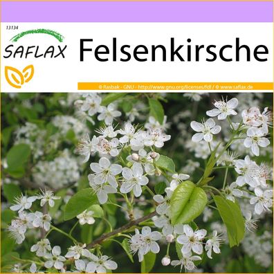 SAFLAX - Felsenkirsche - Prunus - 30 Samen